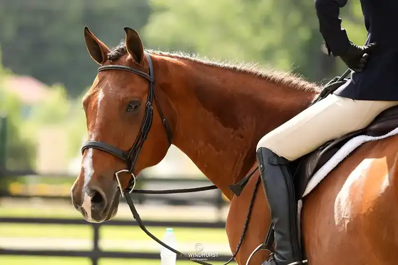 Beautiful brown horse portrait at Cedar Brook Farm